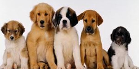 dogs