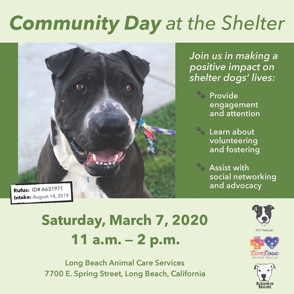 Community Day at the Shelter